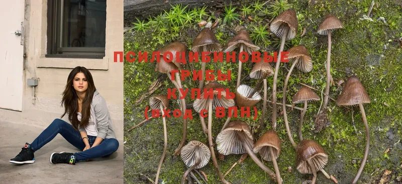 kraken ссылки  Аркадак  Галлюциногенные грибы MAGIC MUSHROOMS 